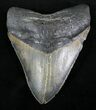 Huge Megalodon Tooth - North Carolina #23438-1